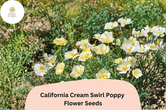200+ California Cream Swirl Poppy Seeds | Eschscholzia californica | Creamy White & Yellow Blooms | Easy Wildflower Seeds