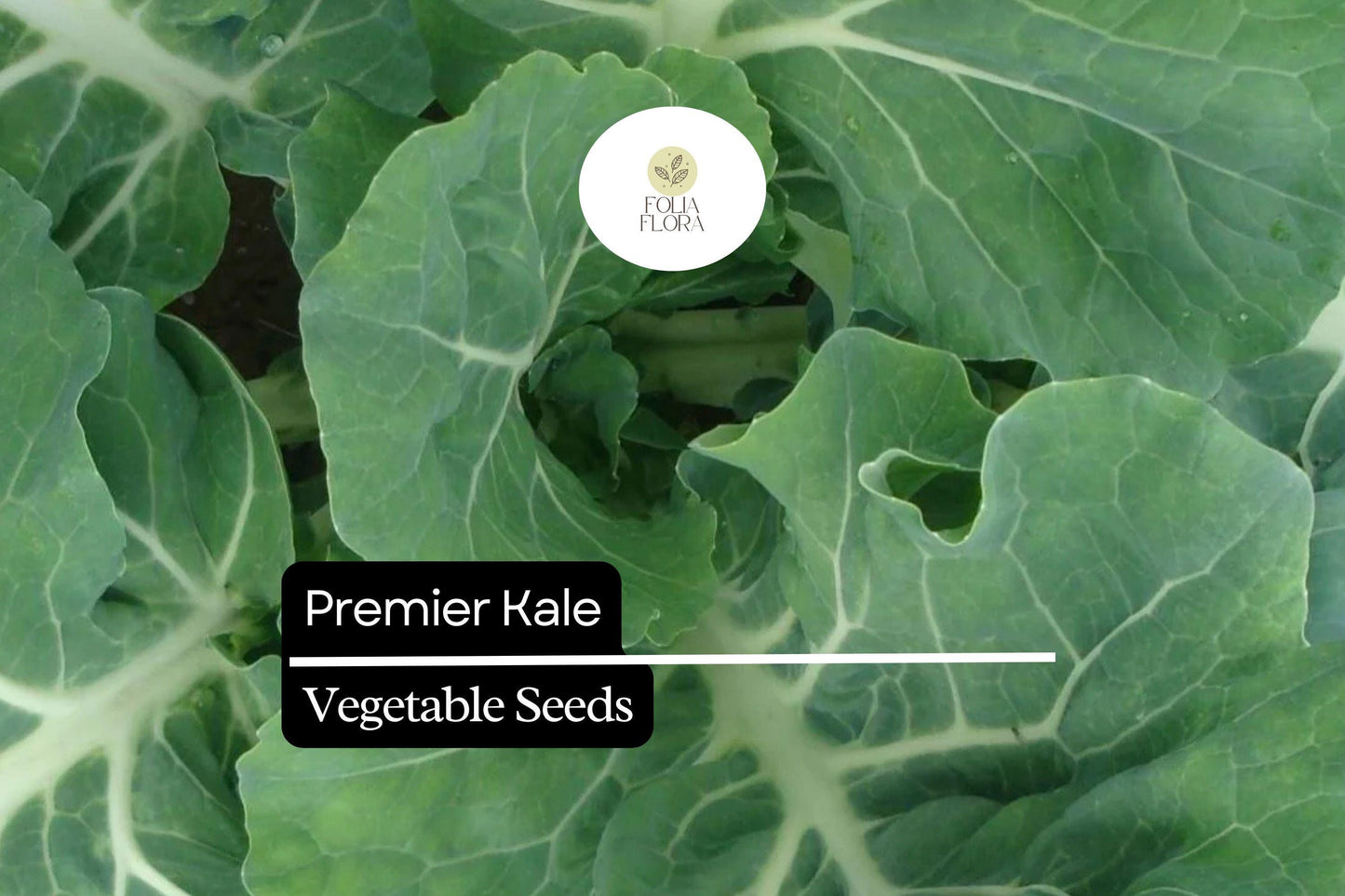 200 Seeds Premier Kale (Brassica oleracea) – Nutritious, Hardy, and Fast-Growing Leafy Green