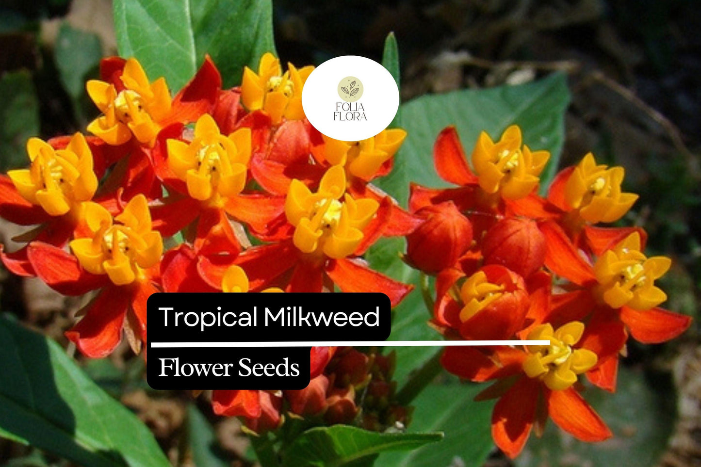 25 Seeds Tropical Milkweed (Asclepias curassavica) | Monarch Host Plant with Red-Orange Flowers | Pollinator-Friendly & Easy to Grow