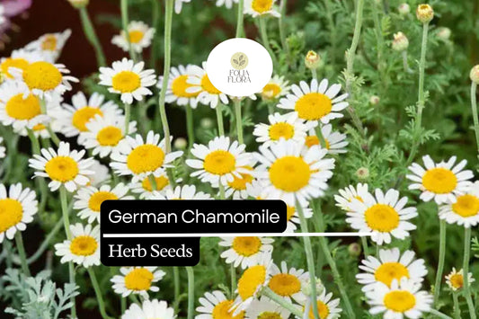 200 German Chamomile Herb Seeds – Matricaria chamomilla – Heirloom, Pollinator-Friendly, Easy to Grow