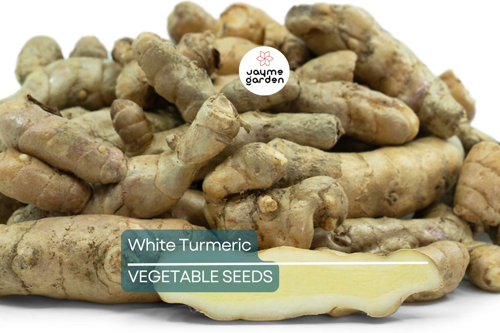 Rare White Turmeric Live Plant - Curcuma Zedoaria, 5"-10" Tall, Flowering Ginger Root, Free Shipping, USA Seller