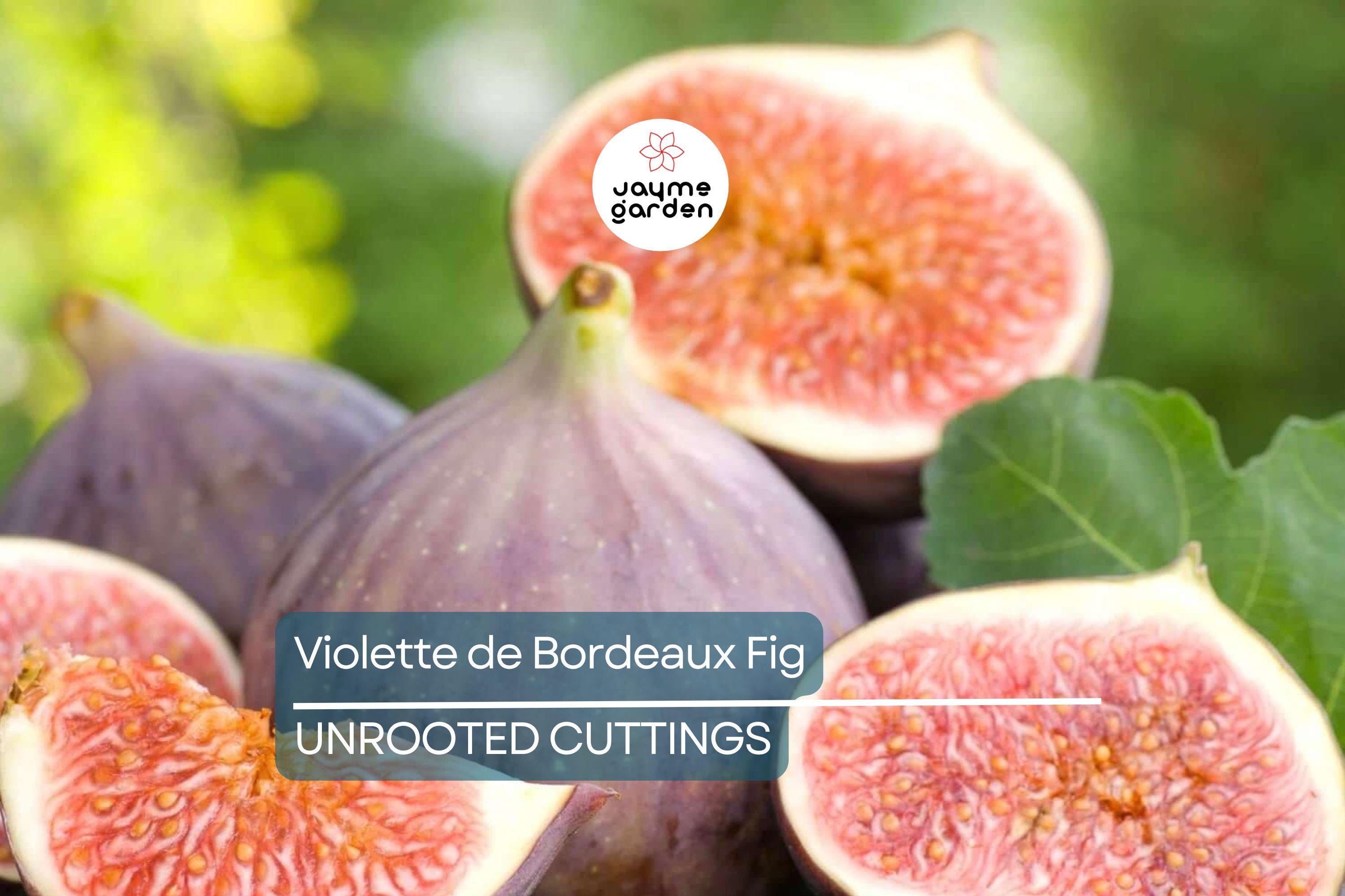 6 Violette de Bordeaux Fig Cuttings for Propagation Sweet Purple-Black Fruit