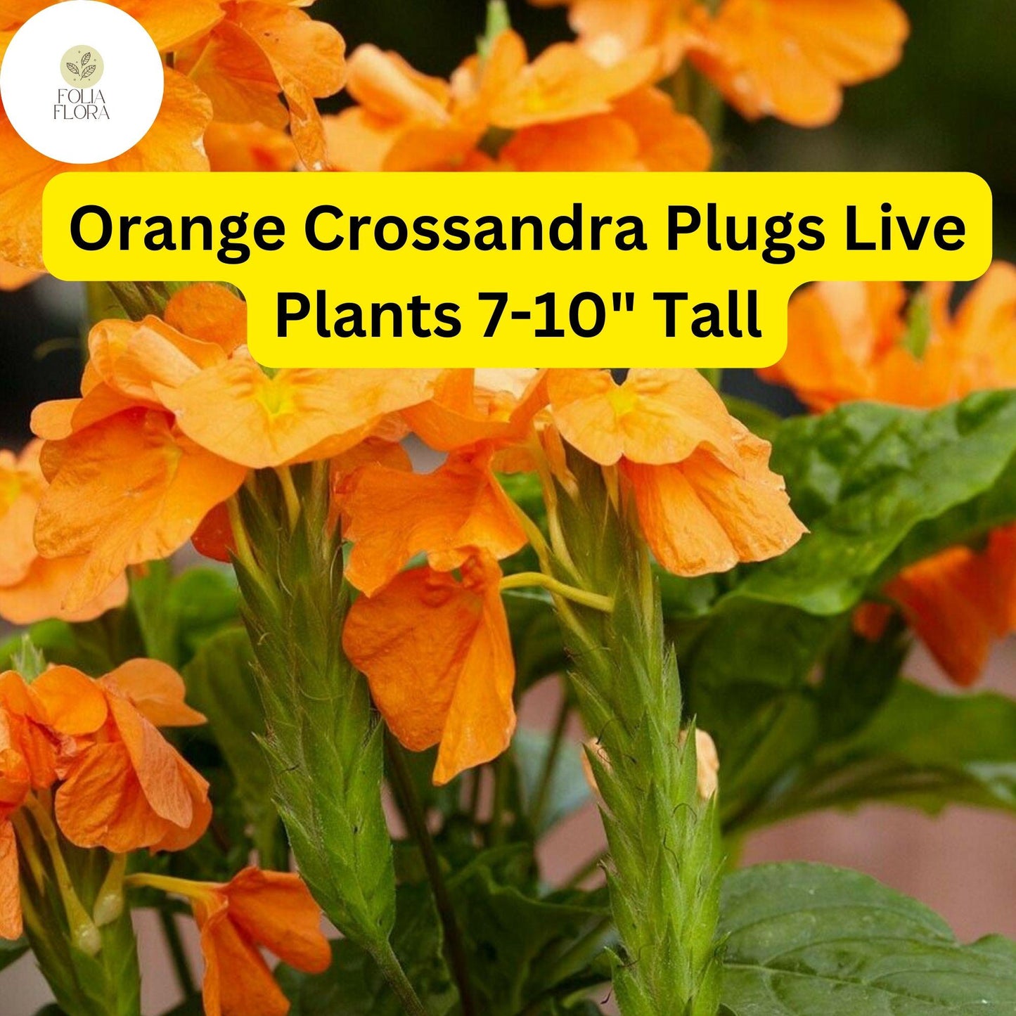 Orange Crossandra - 1 Plugs Live Plants 7-10" Tall - Firecracker Flower, Tropical Blooms, Vibrant Orange