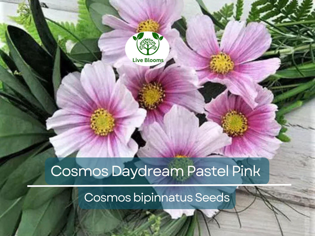 200 Cosmos Daydream Seeds – Pastel Pink Hybrid Cosmos bipinnatus, Non-GMO, 3-5' Tall Blooms, Pollinator-Friendly Annual