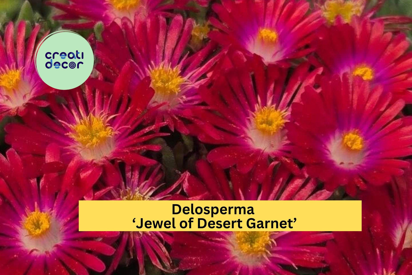 Delosperma ‘Jewel of Desert Garnet’ Ice Plant | Hardy Succulent Groundcover with Bright Red Blooms | Live Perennial Starter Plant