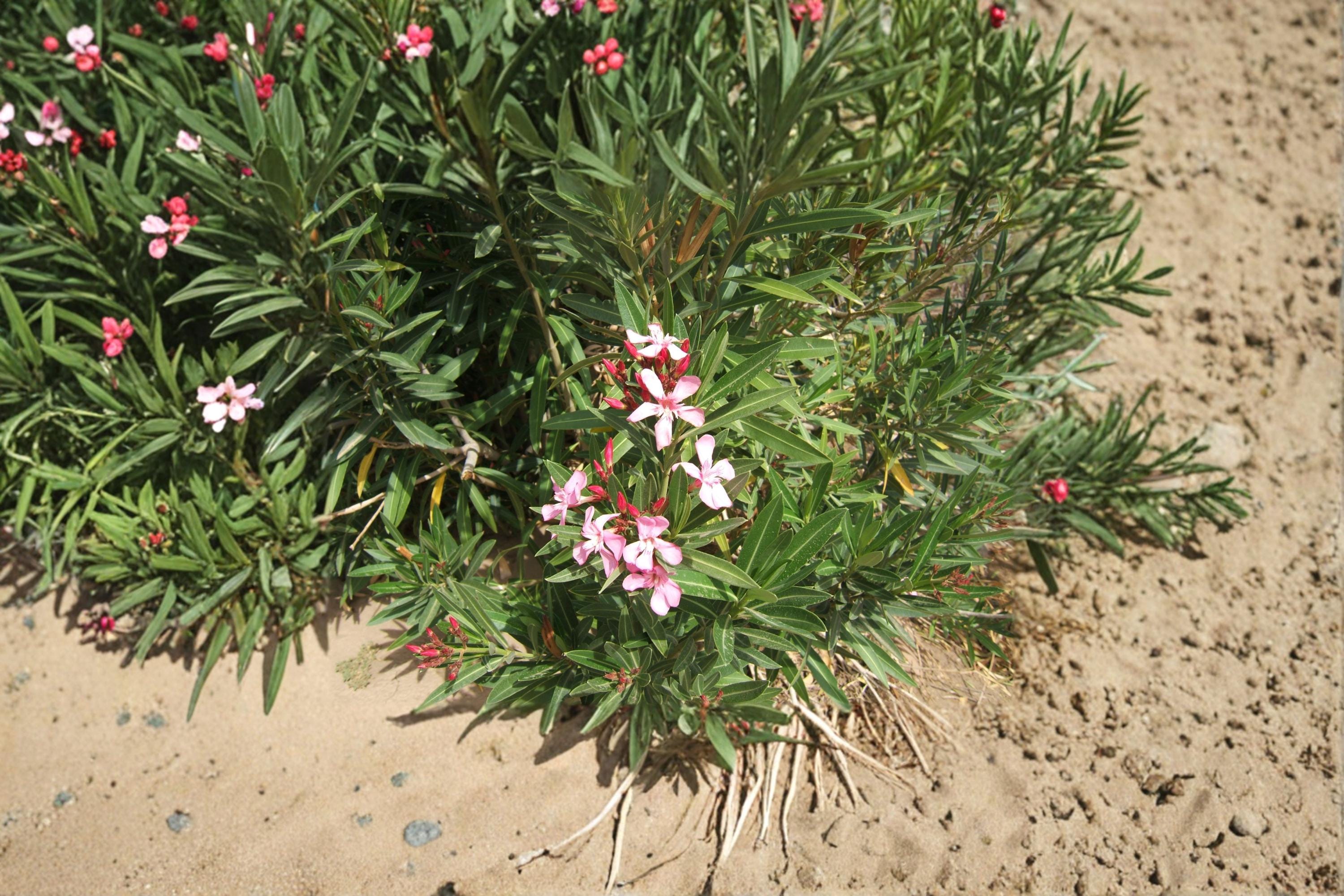 Oleander – Nerium oleander | 75 Seeds | Evergreen Flowering Shrub | Drought-Tolerant Ornamental Plant