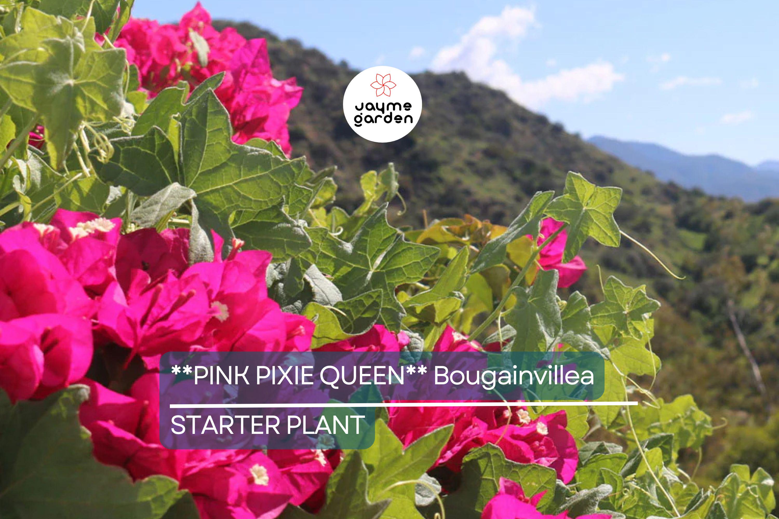 Pink Pixie Queen Bougainvillea | Small Well-Rooted Starter Plant | Live Tropical Plug by USA Seller | Indoor & Outdoor |