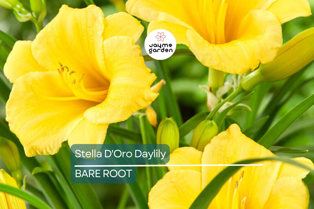 5 Stella D'Oro Daylily Bare Root Plants – Mini Border Lily, Cold Hardy Perennial, Everblooming, Bright Gold Flowers