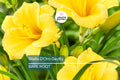 5 Stella D'Oro Daylily Bare Root Plants – Mini Border Lily, Cold Hardy Perennial, Everblooming, Bright Gold Flowers