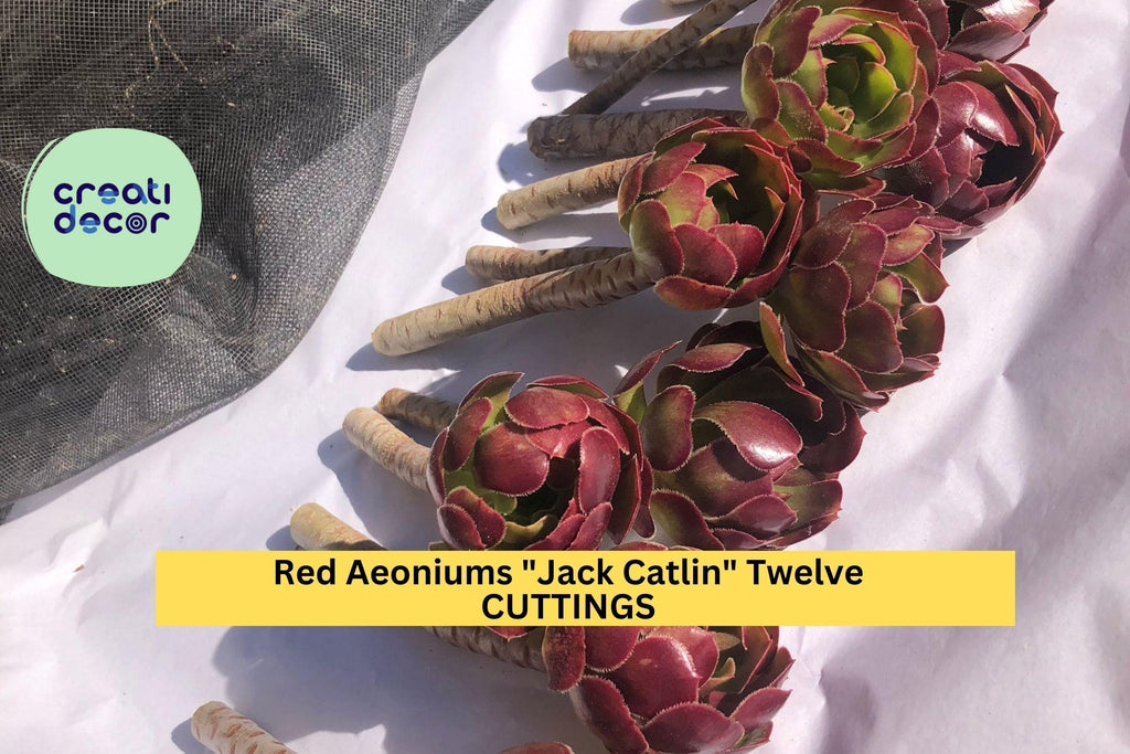12 Aeonium Jack Catlin Cuttings | Red Rosette Succulent Starter | 6" Tall Unrooted Stems | Bold Foliage for Containers or Beds
