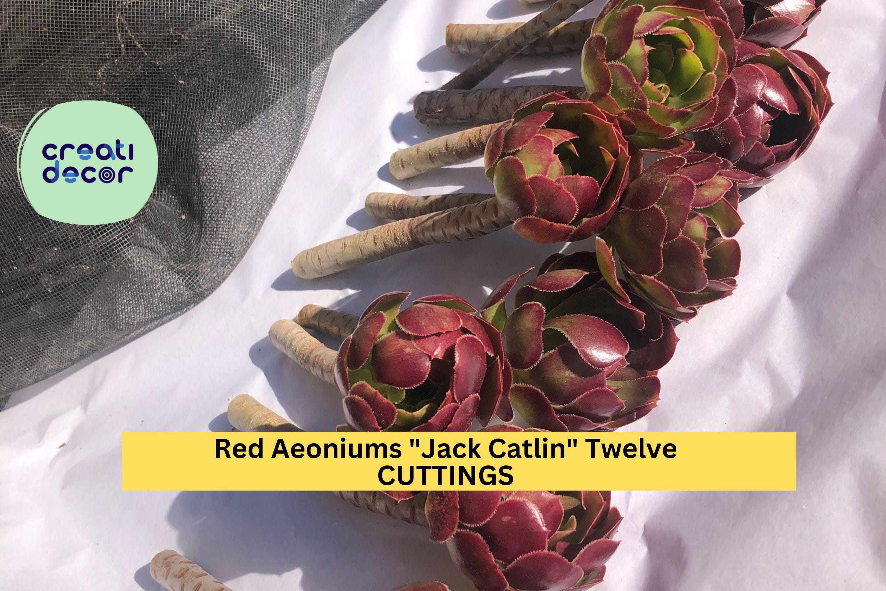 12 Aeonium Jack Catlin Cuttings | Red Rosette Succulent Starter | 6" Tall Unrooted Stems | Bold Foliage for Containers or Beds