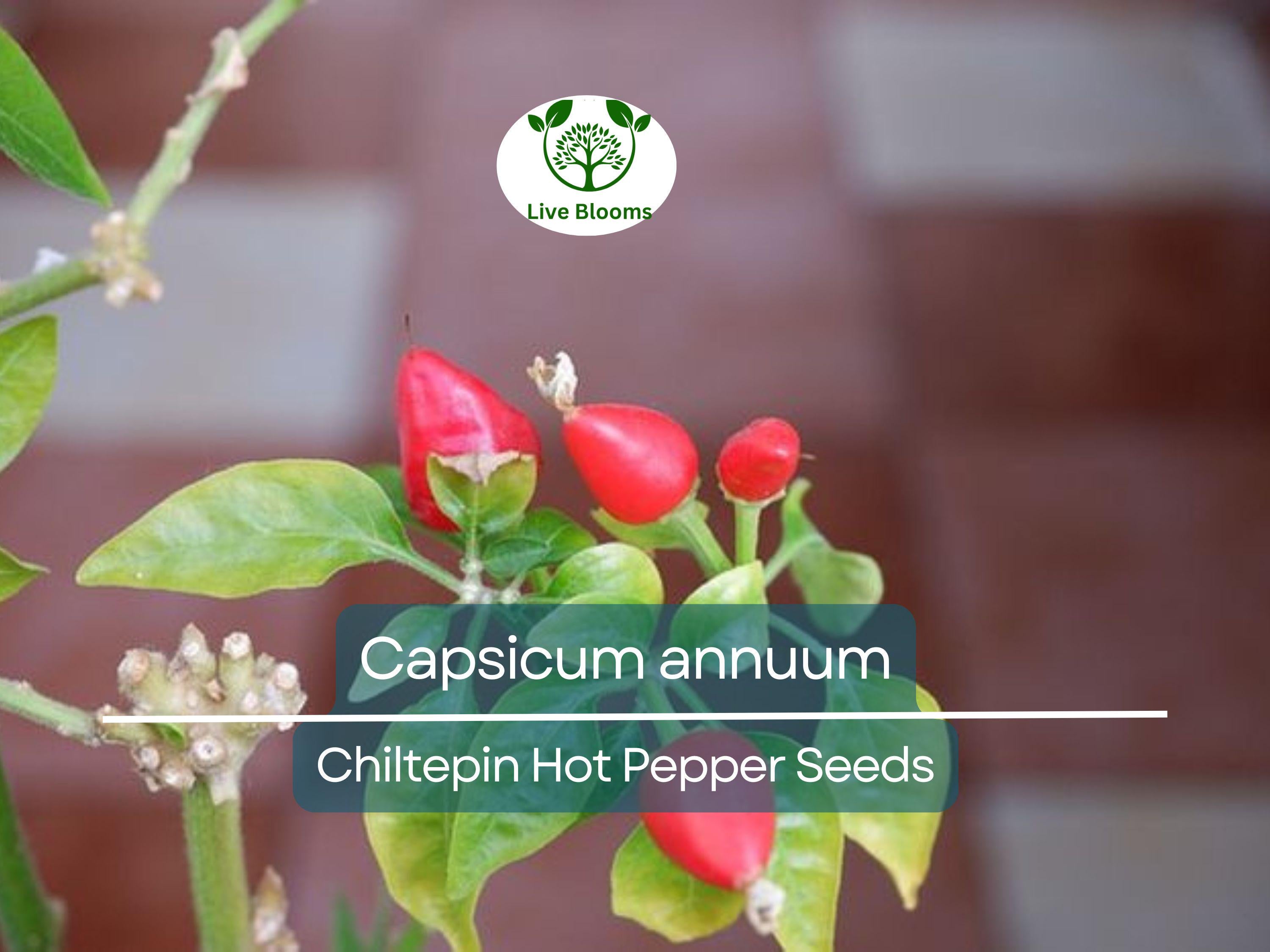 30 Seeds Chiltepin Hot Pepper (Capsicum annuum) – Tiny, Fiery Pepper for Planting, Ideal for Hot Sauces, Salsas & Mexican Dishes