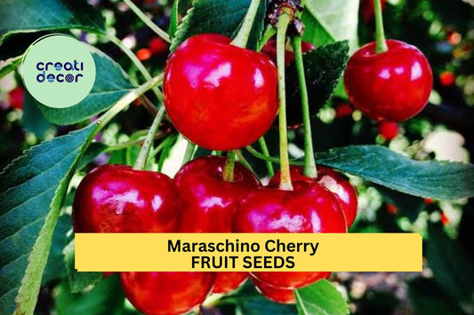 10+ Maraschino Cherry Seeds – Sweet Red Fruit Tree Seeds for Garden Planting, Compact Fruiting Variety for Backyard Orchards – USA