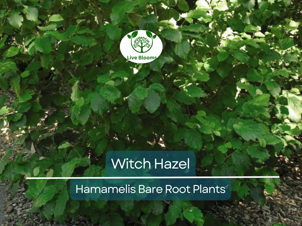 3 Witch Hazel Shrubs – Hamamelis virginiana 12–18” Bare Root Plants – Native Fall-Blooming Perennial for Wildlife & Shade