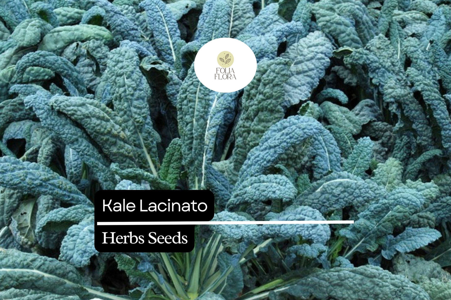 200 Seeds Lacinato Brassica oleracea | Dinosaur Kale, Non-GMO, Heirloom, Nutrient-Rich, Easy to Grow, Perfect for Salads & Soups