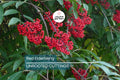 Red Elderberry Cuttings - 10 Unrooted Sambucus racemosa Native Shrub - Edible Berries & Wildlife Friendly