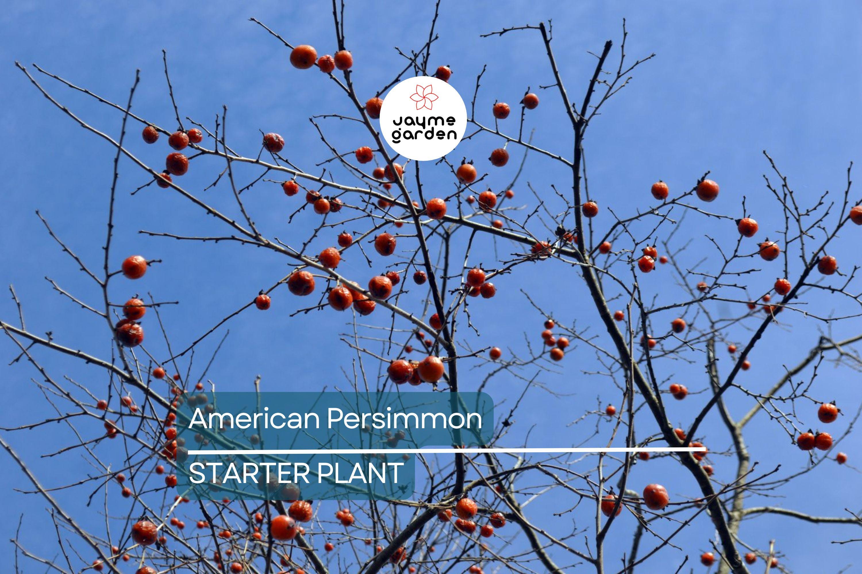 18"-24" American Persimmon Tree - Live Bare Root Plant - Diospyros Virginiana - Hardy Zones 3-8 - Delicious Deciduous Fruit Tree