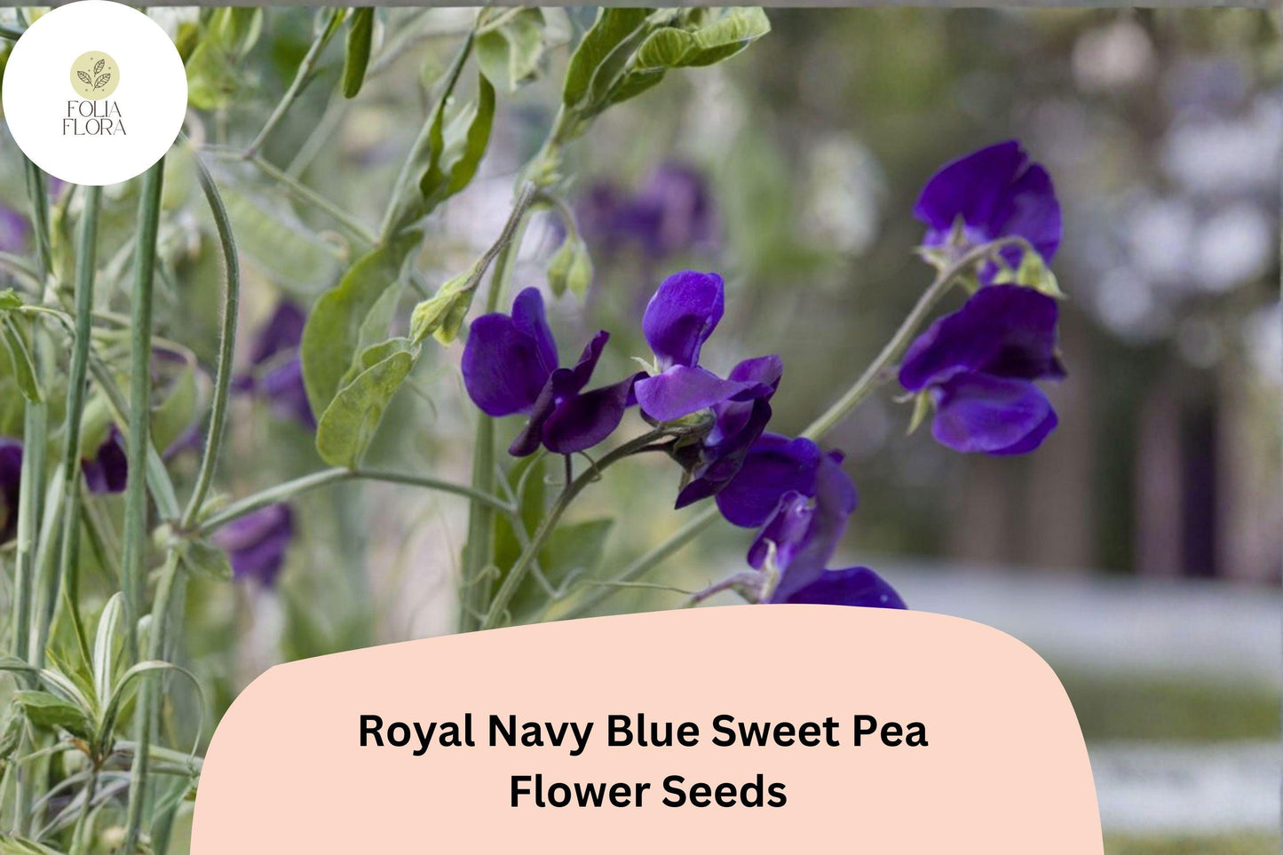 50+ Royal Navy Blue Sweet Pea Seeds | Deep Blue Climbing Flowers for Trellis & Garden