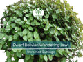 20 Unrooted Cuttings Dwarf Bolivian Wandering Jew - Tradescantia Minima, Callisia Repens - Easy Grow Plants