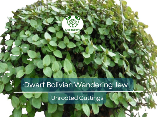 20 Unrooted Cuttings Dwarf Bolivian Wandering Jew - Tradescantia Minima, Callisia Repens - Easy Grow Plants