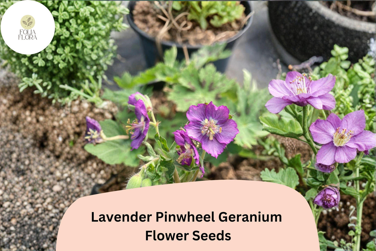 25+ Lavender Pinwheel Geranium Seeds for Garden Planting – Lavender Flowers, Hardy Perennial