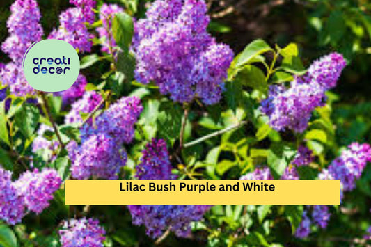 10 Live Plants, 5 Purple & 5 White - Bare Root Lilac Bushes , Hardy Perennial Shrubs for Garden Borders, Fragrant Spring Blooming Plants