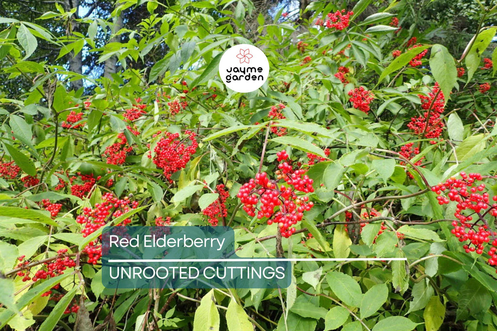 Red Elderberry Cuttings - 10 Unrooted Sambucus racemosa Native Shrub - Edible Berries & Wildlife Friendly