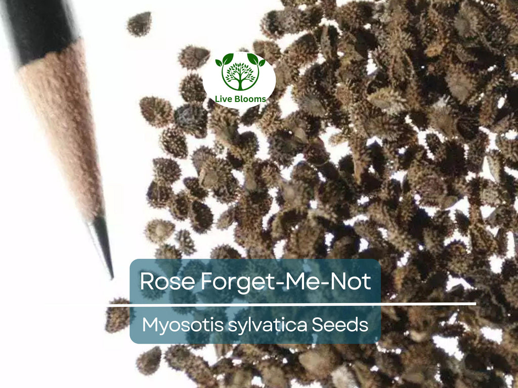 200 Seeds Rose Forget-Me-Not Myosotis Perennial Flowers Ground Cover Border Non-GMO, Easy to Grow, Beautiful Blooms, Garden Plant