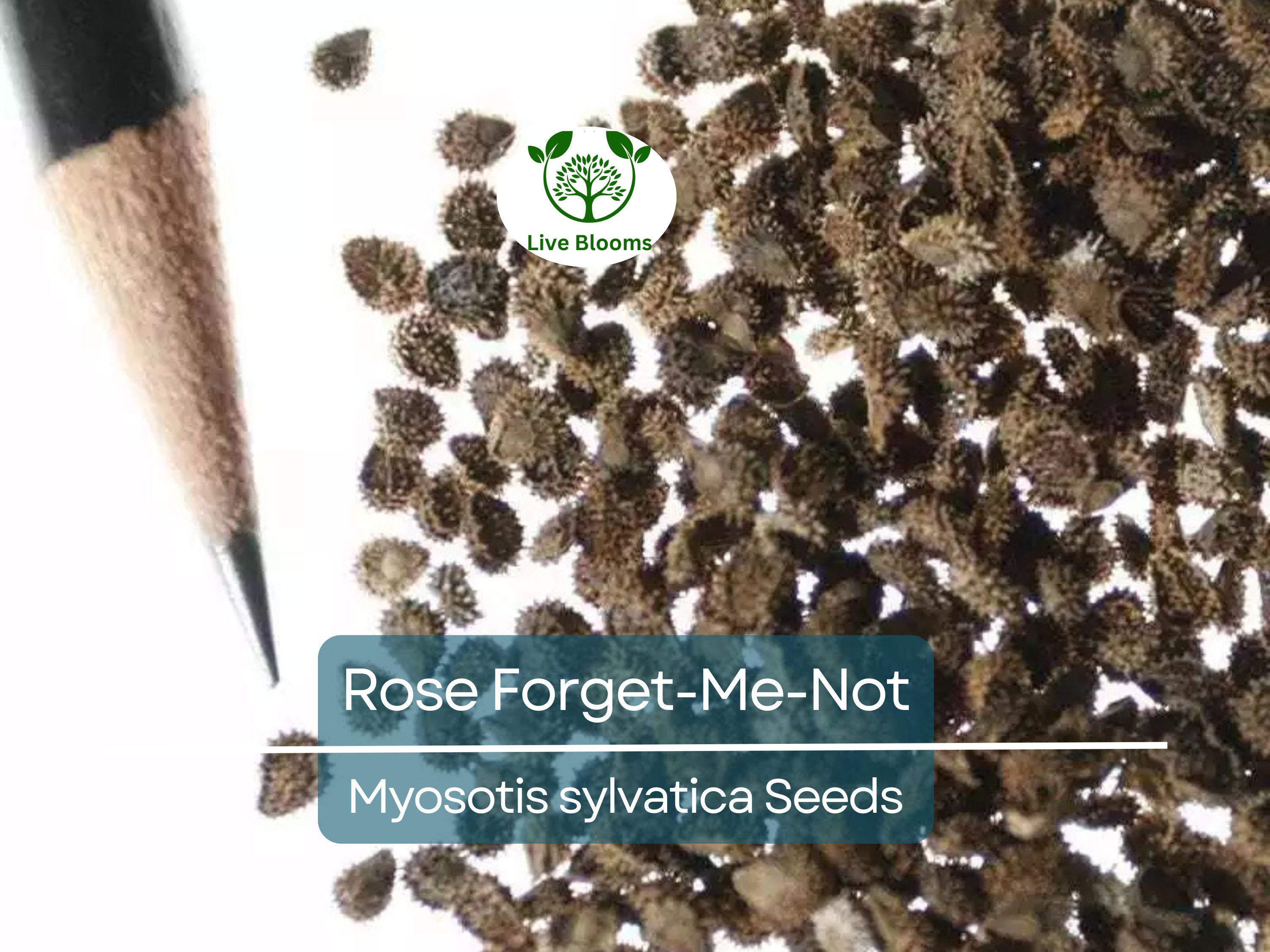 200 Seeds Rose Forget-Me-Not Myosotis Perennial Flowers Ground Cover Border Non-GMO, Easy to Grow, Beautiful Blooms, Garden Plant