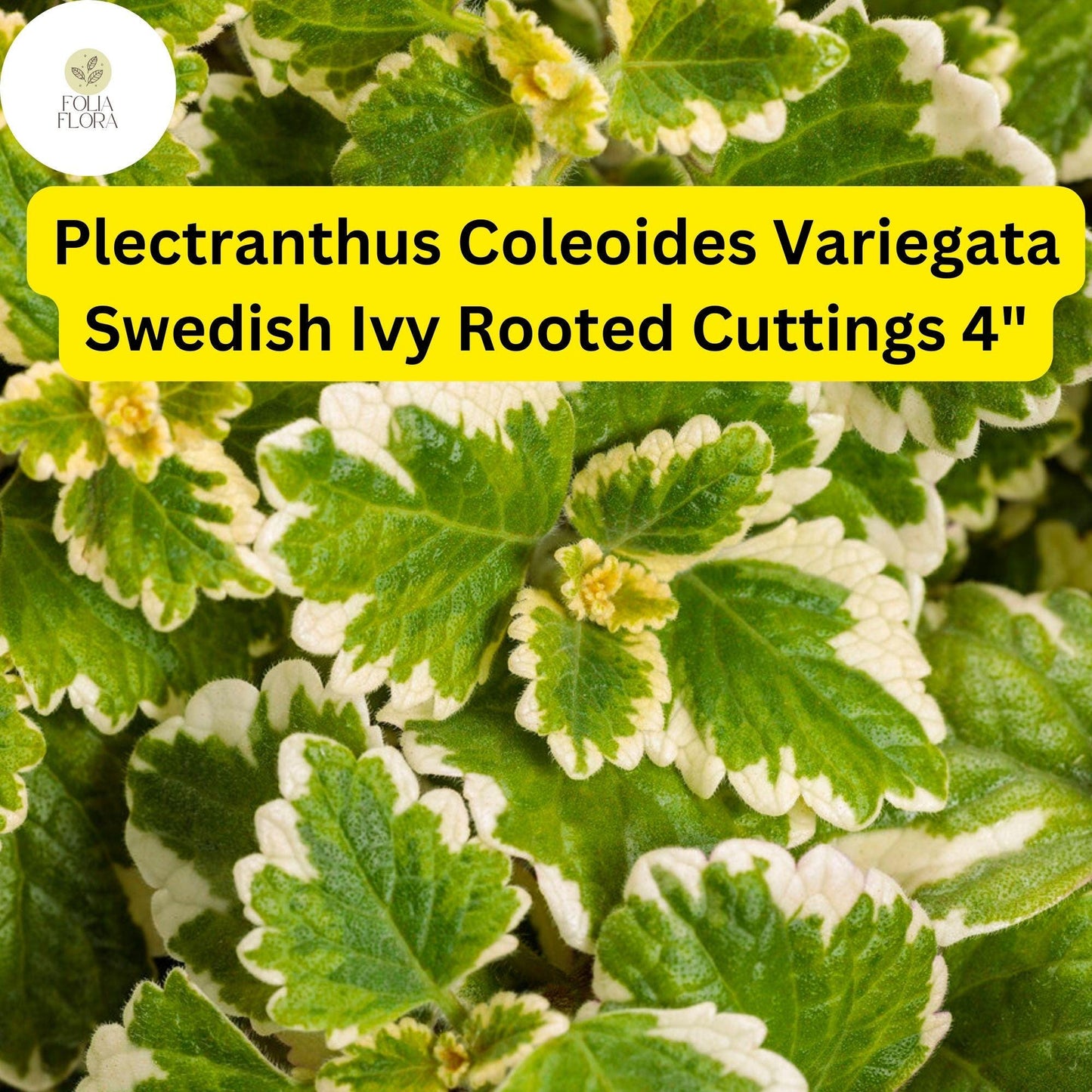 Plectranthus coleoides ‘Variegata’ | 3 Rooted Cuttings 4" Live Swedish Ivy Plant | Variegated, Trailing, Fragrant