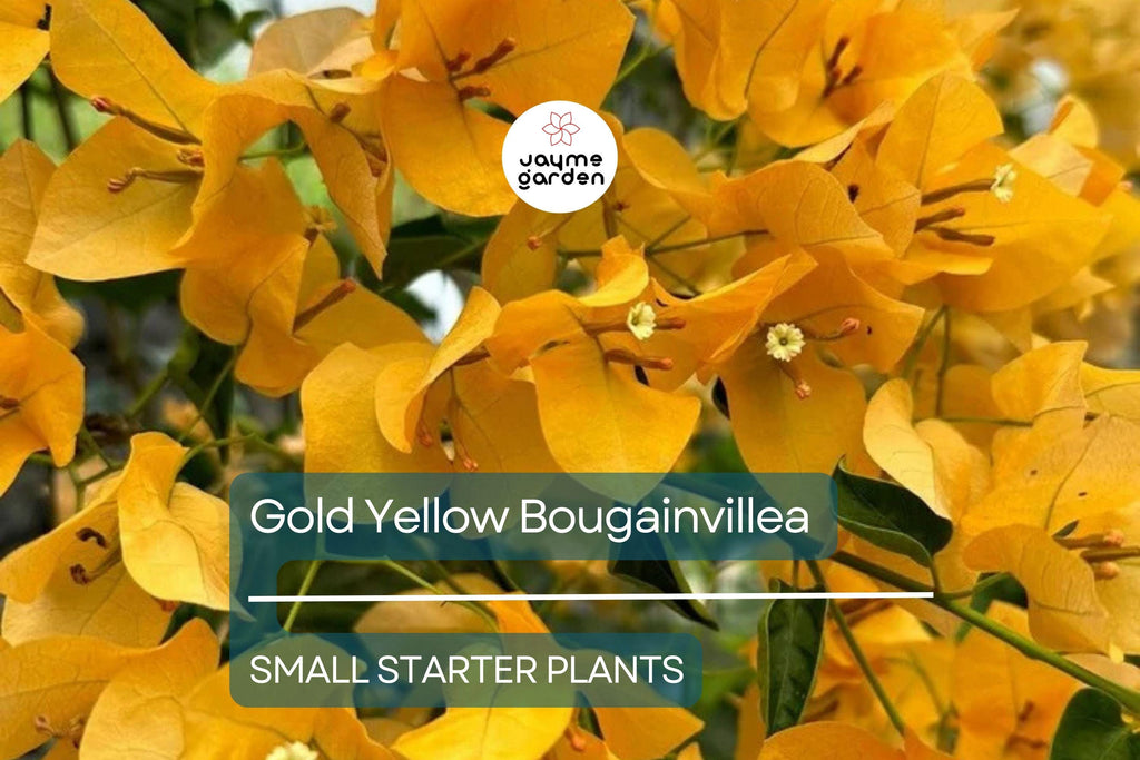 Gold Yellow Bougainvillea Starter Plant - Paper Flower Seedling - Vibrant Tropical Blooms for Gardens, Containers & Landscaping