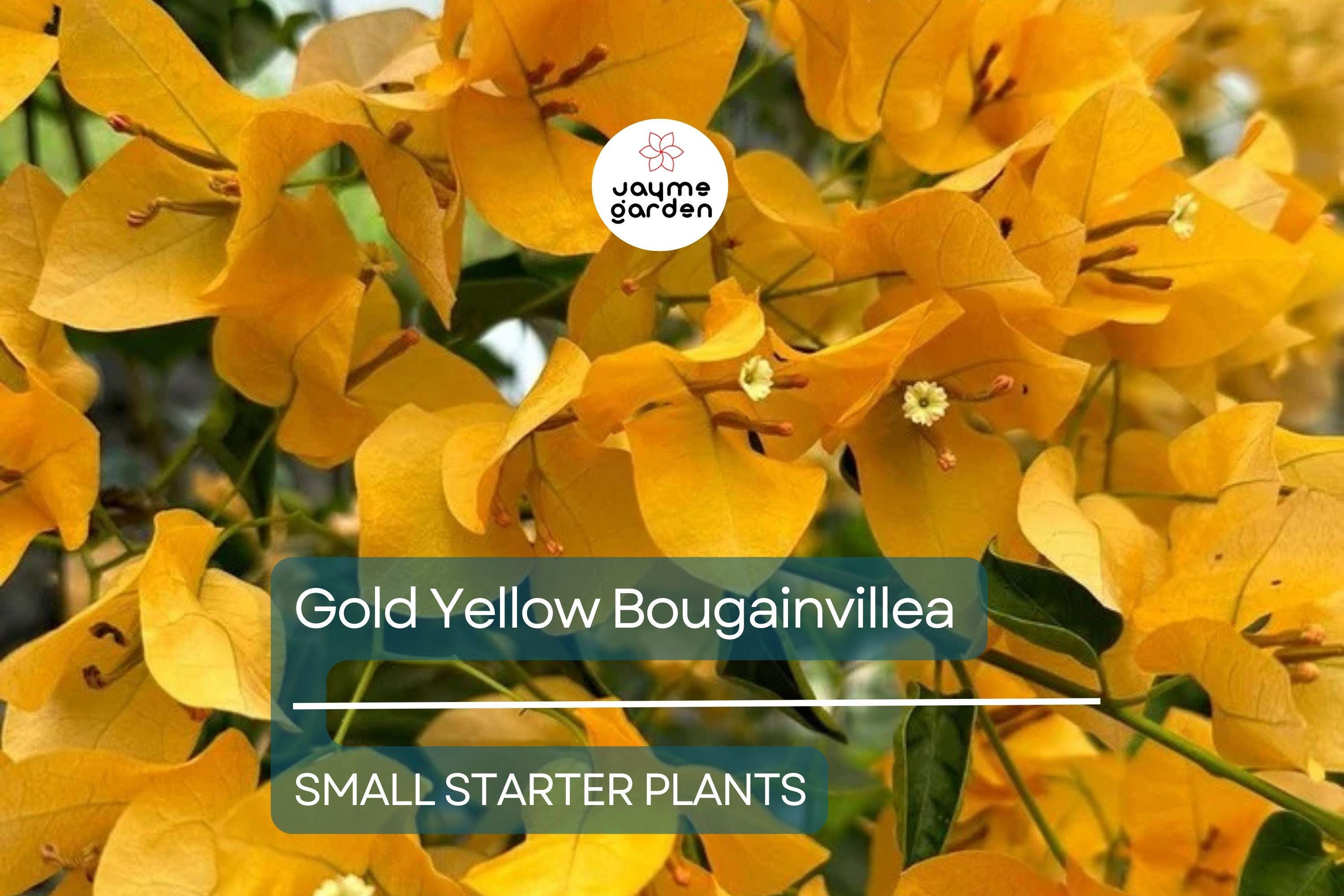 Gold Yellow Bougainvillea Starter Plant - Paper Flower Seedling - Vibrant Tropical Blooms for Gardens, Containers & Landscaping