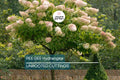 Live Pee Gee Hydrangea Cuttings (8+) | Fresh Unrooted Clones with Rooting Instructions |