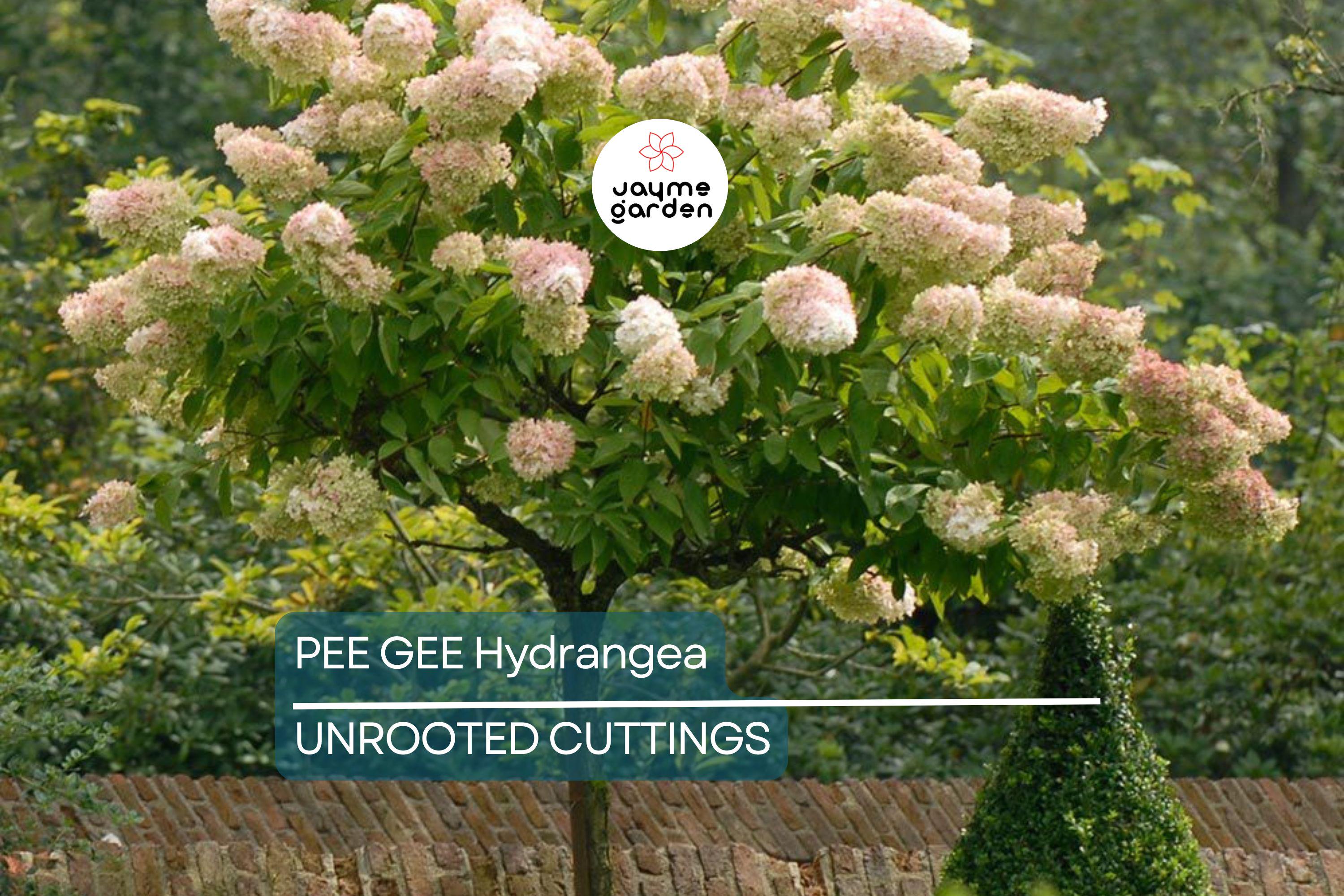 Live Pee Gee Hydrangea Cuttings (8+) | Fresh Unrooted Clones with Rooting Instructions |
