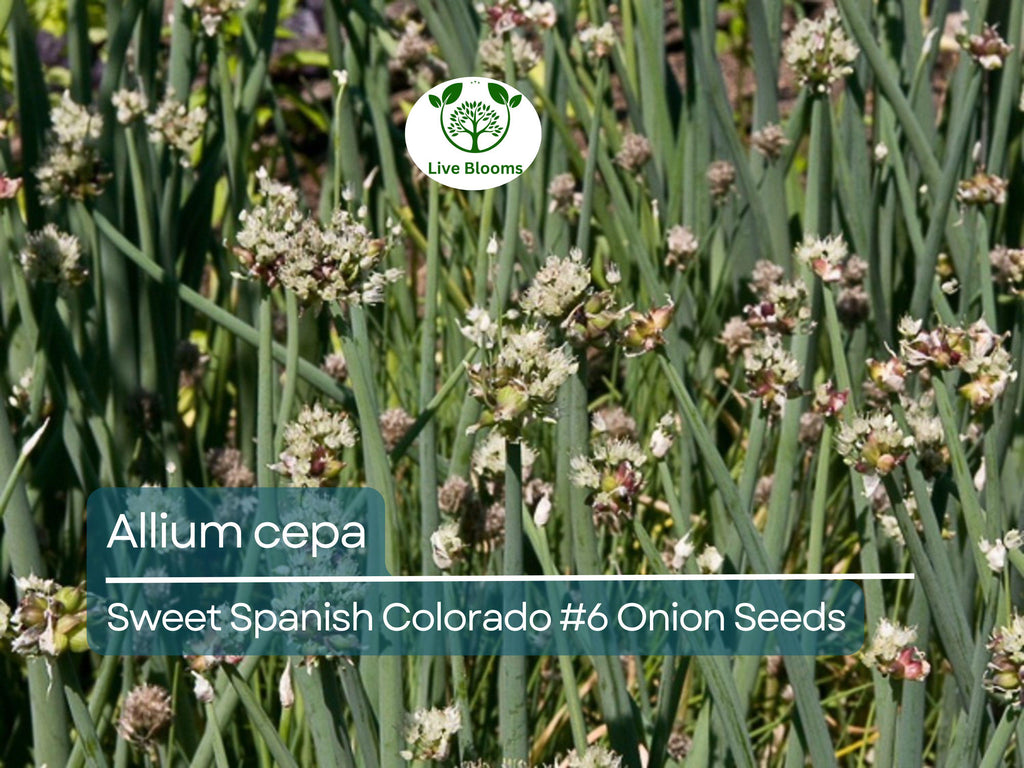 250 mg Sweet Spanish Onion Seeds - Allium cepa Colorado #6 | Heirloom Vegetable Seeds for Planting, Gardening & Sweet Bulbs Harvest