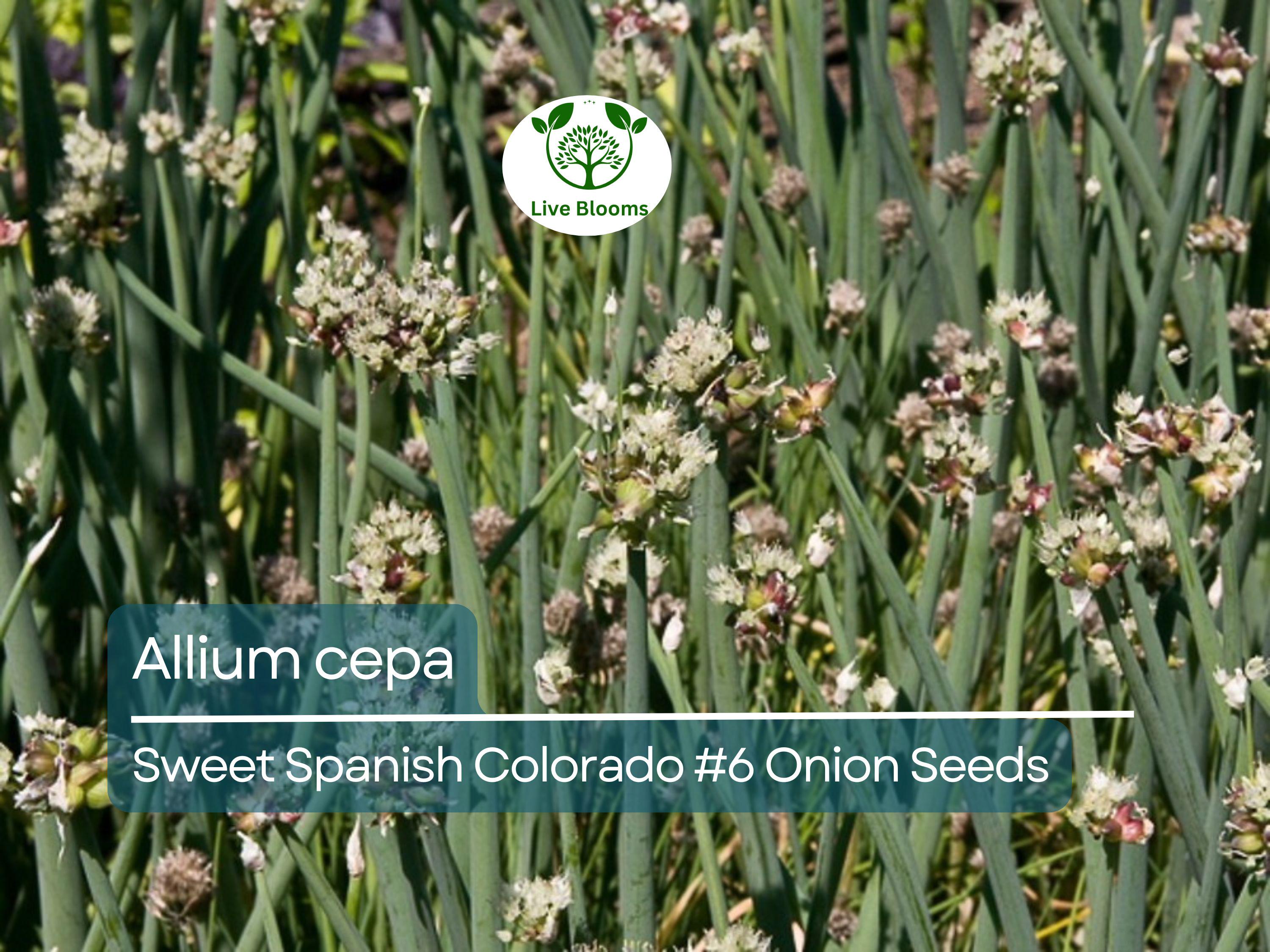 250 mg Sweet Spanish Onion Seeds - Allium cepa Colorado #6 | Heirloom Vegetable Seeds for Planting, Gardening & Sweet Bulbs Harvest