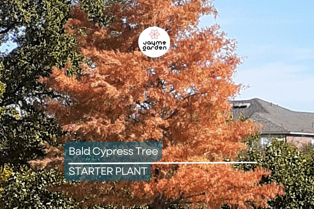 Bald Cypress Tree | 2-3 Ft Tall Live Seedling | Taxodium distichum | Hardy Shade Tree for Wetlands & Landscapes