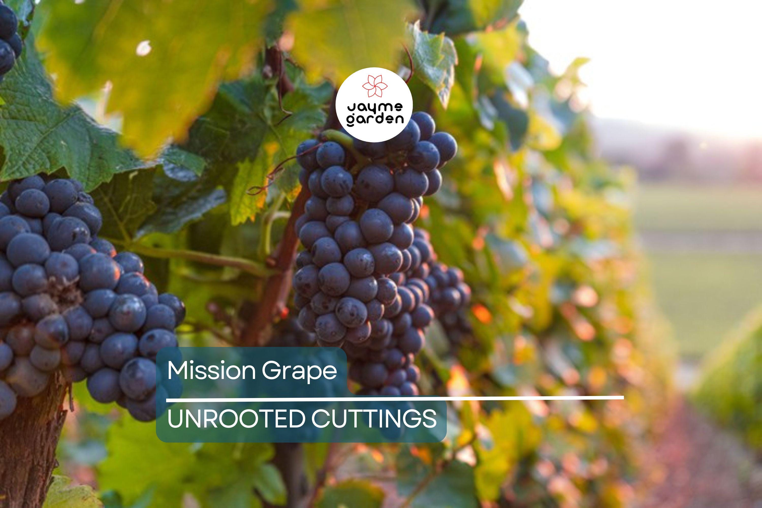 5 Mission Grape Unrooted Cuttings (6-12") - Historic California Variety from 1700s - Ideal for Mediterranean Climates