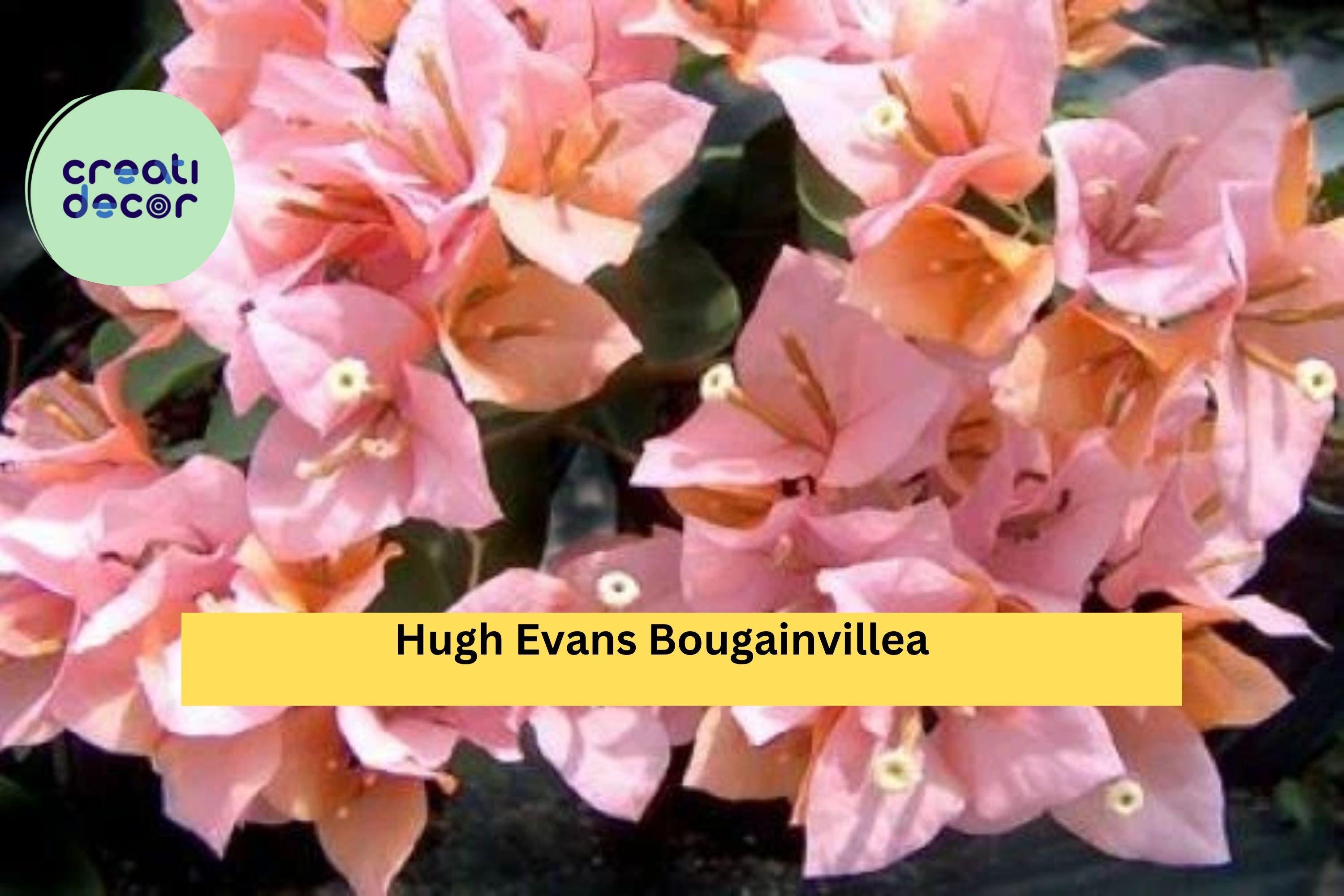 Bougainvillea ‘Hugh Evans’ – Live Well Rooted Starter Plug Plant, Bright Pink Flowering Vine for Garden, Patio, or Hanging Basket