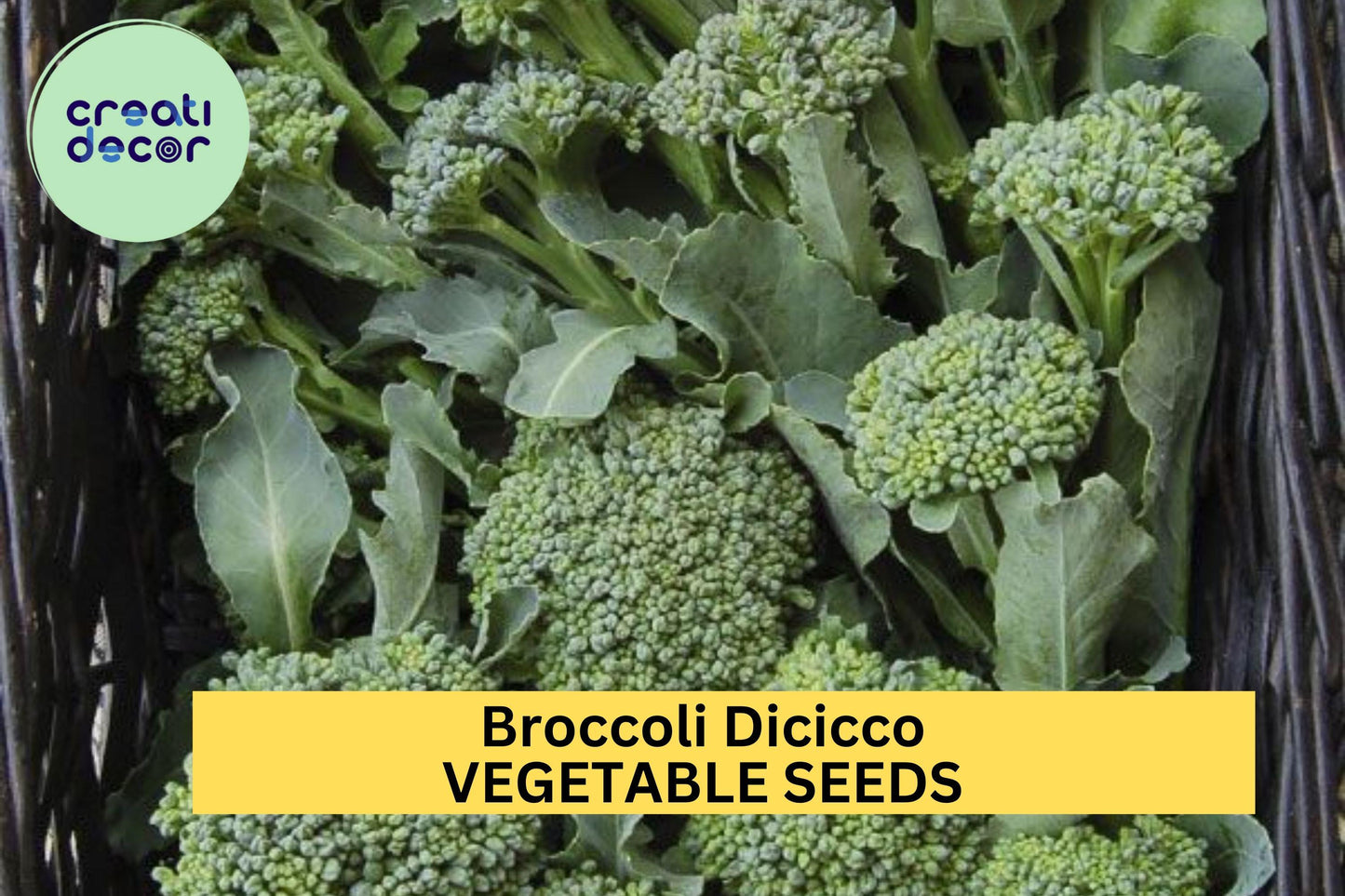 3pcs x 1g Broccoli Di Cicco Seeds – Italian Heirloom for Garden Beds, Raised Rows, or Container Vegetable Growing Seeds for Planting