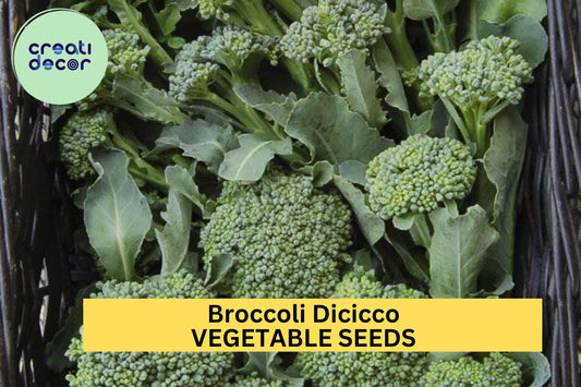 3pcs x 1g Broccoli Di Cicco Seeds – Italian Heirloom for Garden Beds, Raised Rows, or Container Vegetable Growing Seeds for Planting