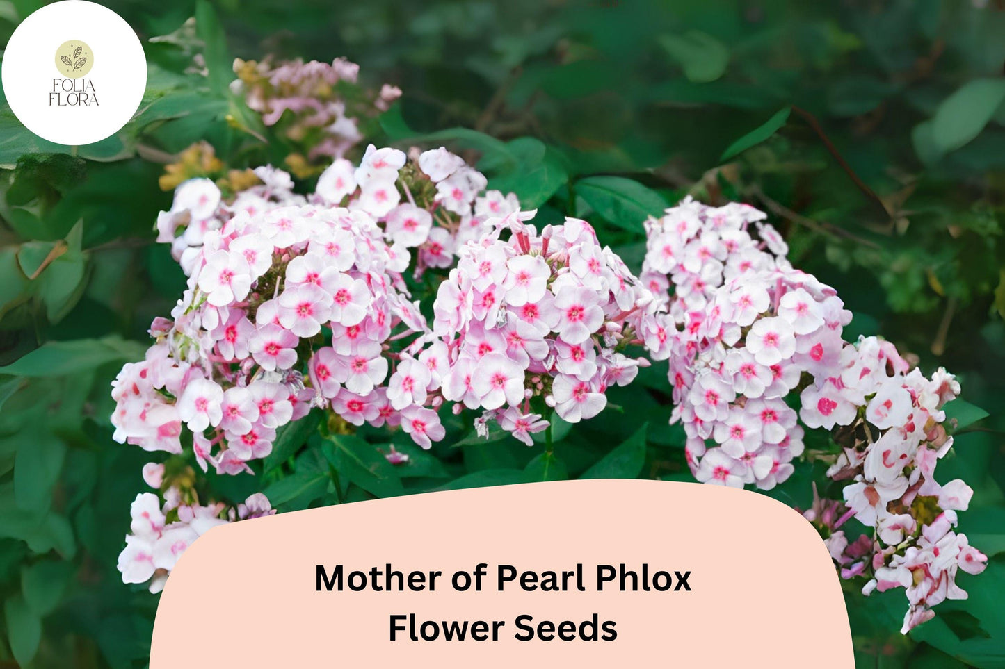 100+ Mother of Pearl Phlox Seeds – Perennial Garden Flowers, Phlox paniculata