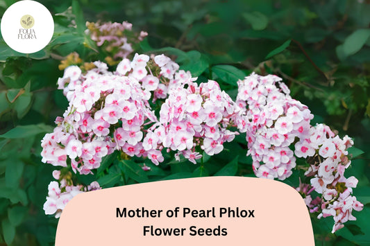 100+ Mother of Pearl Phlox Seeds – Perennial Garden Flowers, Phlox paniculata