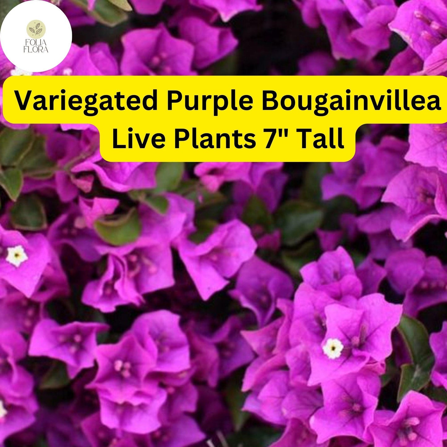 1 Variegated Purple Bougainvillea - Live Plant 7" Tall - Paper Flower, Vibrant Blooms, Tropical Vine
