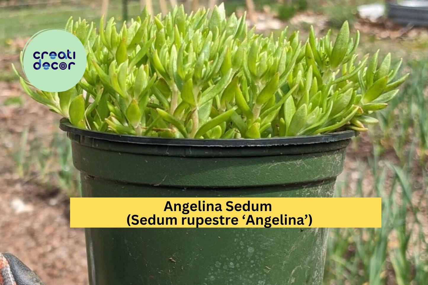 Angelina Sedum Live Plant | Golden Stonecrop Ground Cover | 1 Bare Root Hardy Succulent for Outdoor Garden or Rock Bed