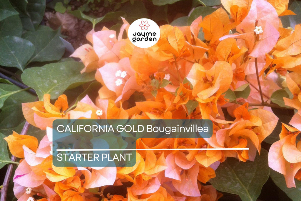 California Gold Bougainvillea Starter Plant - Well-Rooted Plug, Vibrant Golden Blooms, Evergreen Shrub, Light Watering, Full Sun