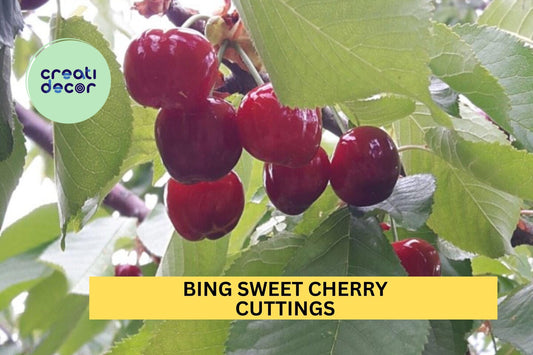 5 Bing Sweet Cherry Cuttings – Prunus avium Hardwood Scion Wood for Grafting or Propagation – Heirloom Fruit Tree – USA