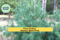 Eastern White Pine Tree Seedlings – Lot of 3 Bare Root Transplants, 24–30” Tall, Pinus Strobus Evergreen Trees for Landscape