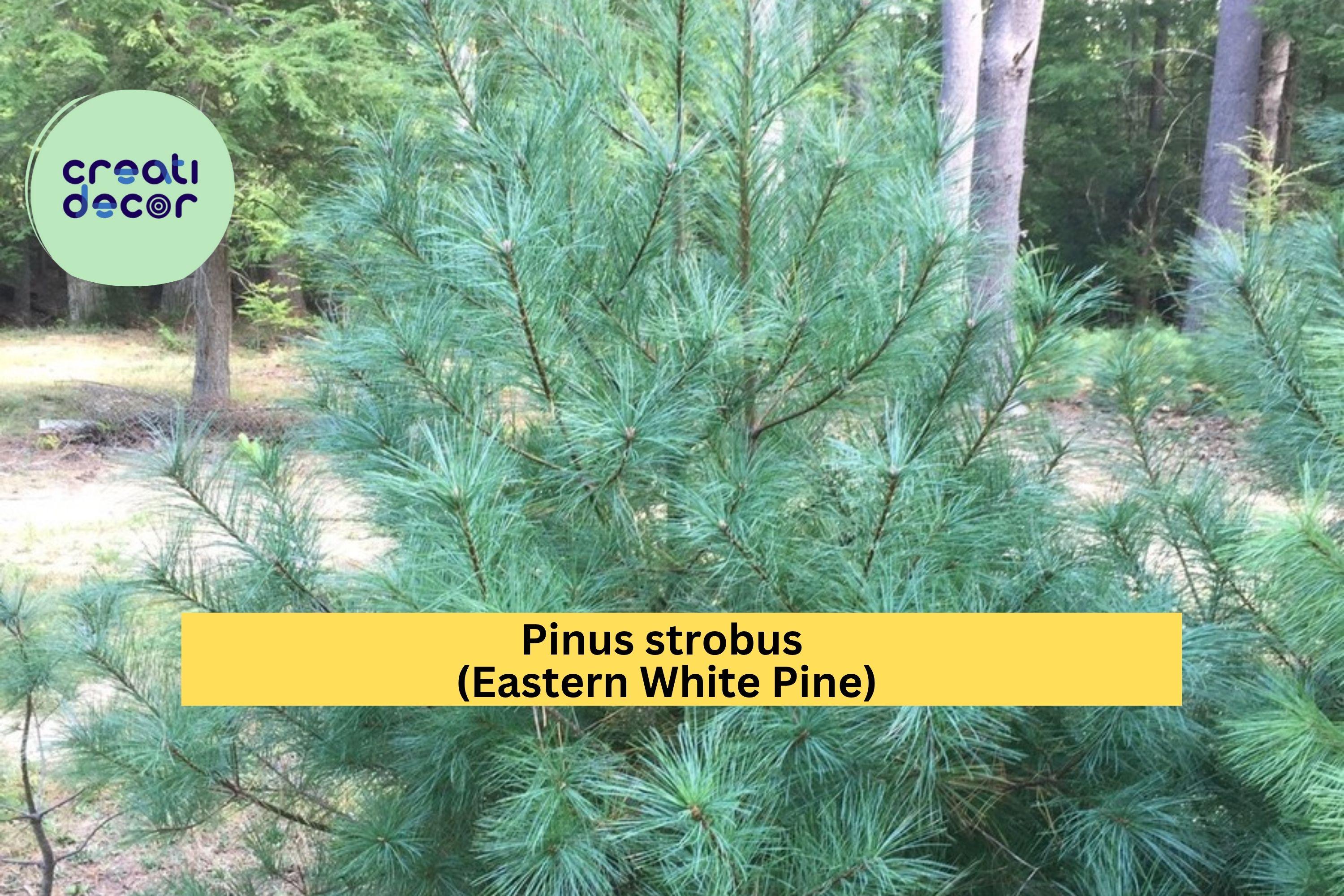 Eastern White Pine Tree Seedlings – Lot of 3 Bare Root Transplants, 24–30” Tall, Pinus Strobus Evergreen Trees for Landscape
