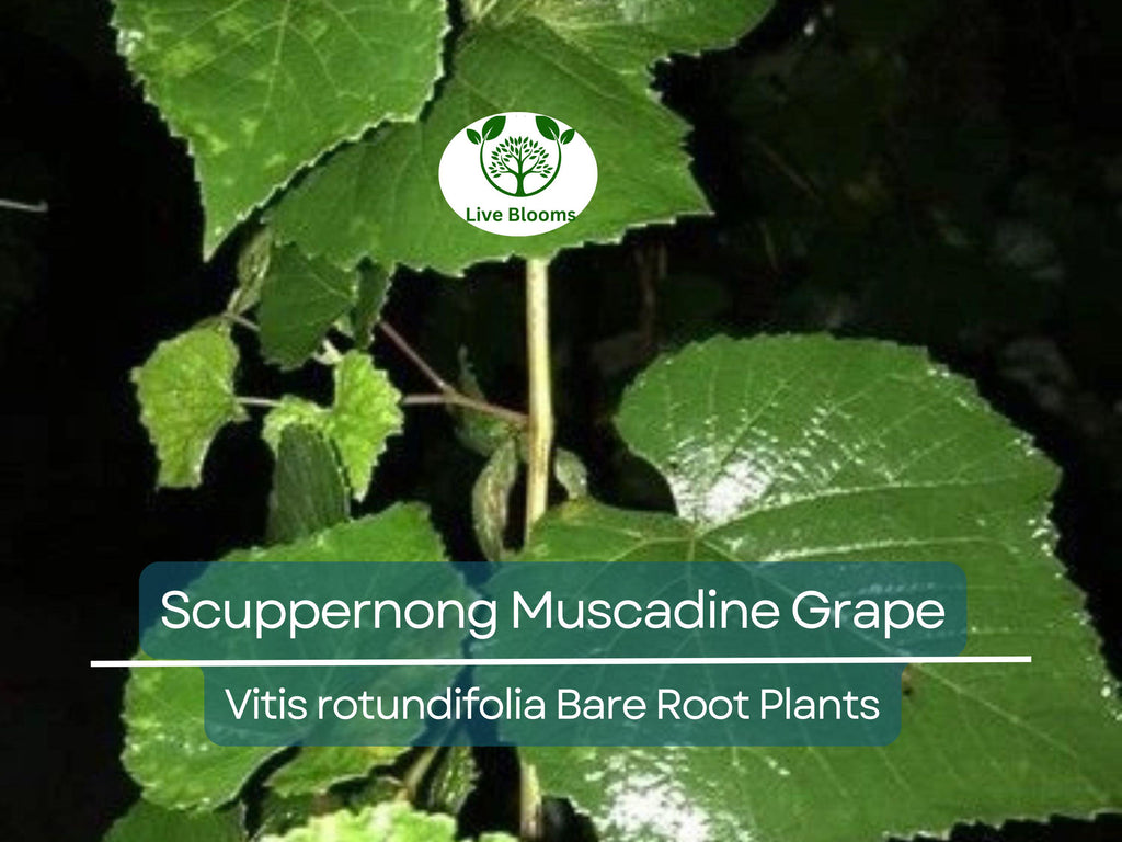 5 Scuppernong Grape Live Plants Bare Root – Muscadine Grape Vine Seedling, Hardy & Sweet Fruit – Rooted Sapling for Garden or Trellis